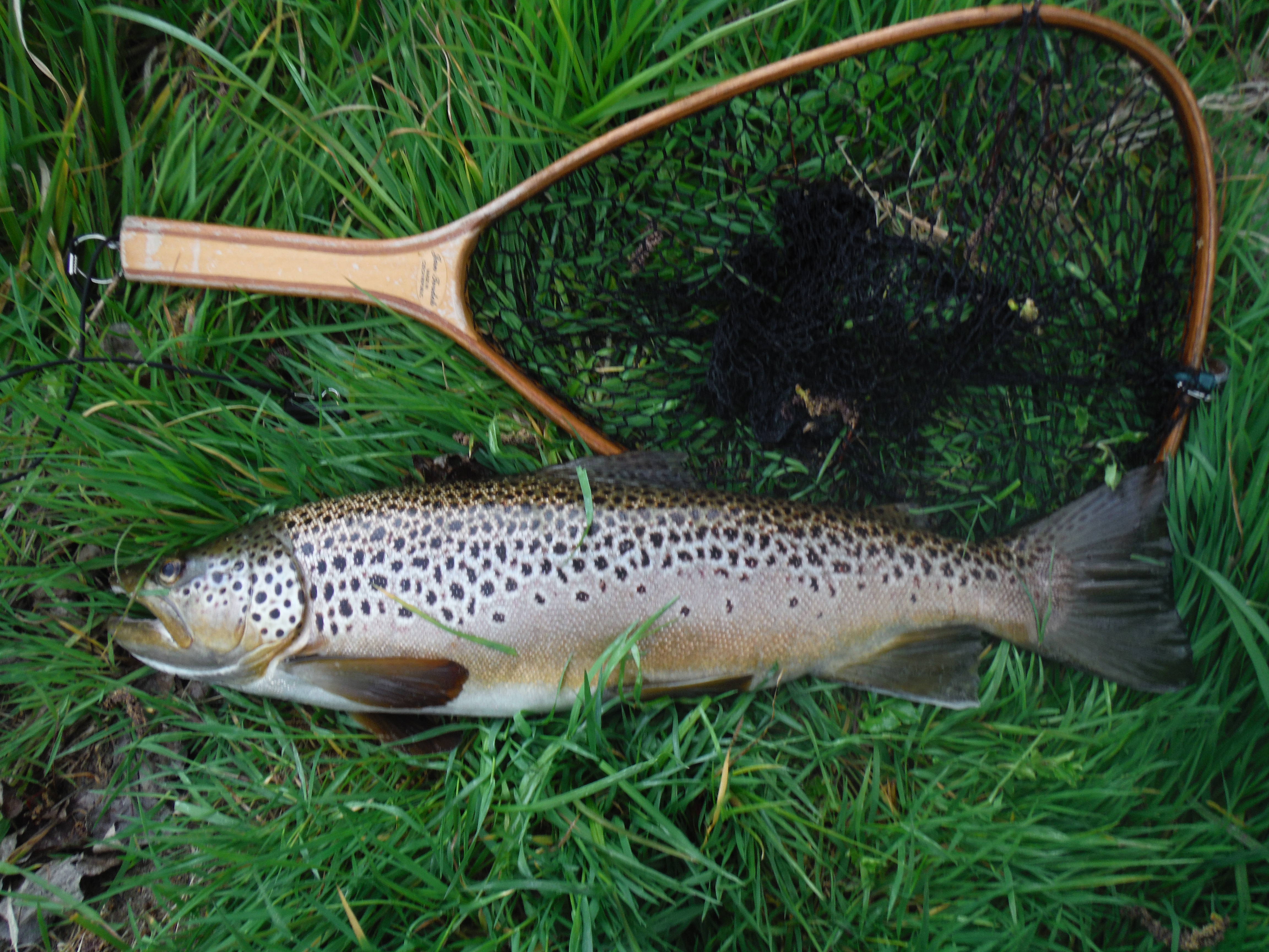 Large trout fishing Clearance
