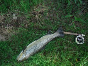 A large brown trout of river Ter