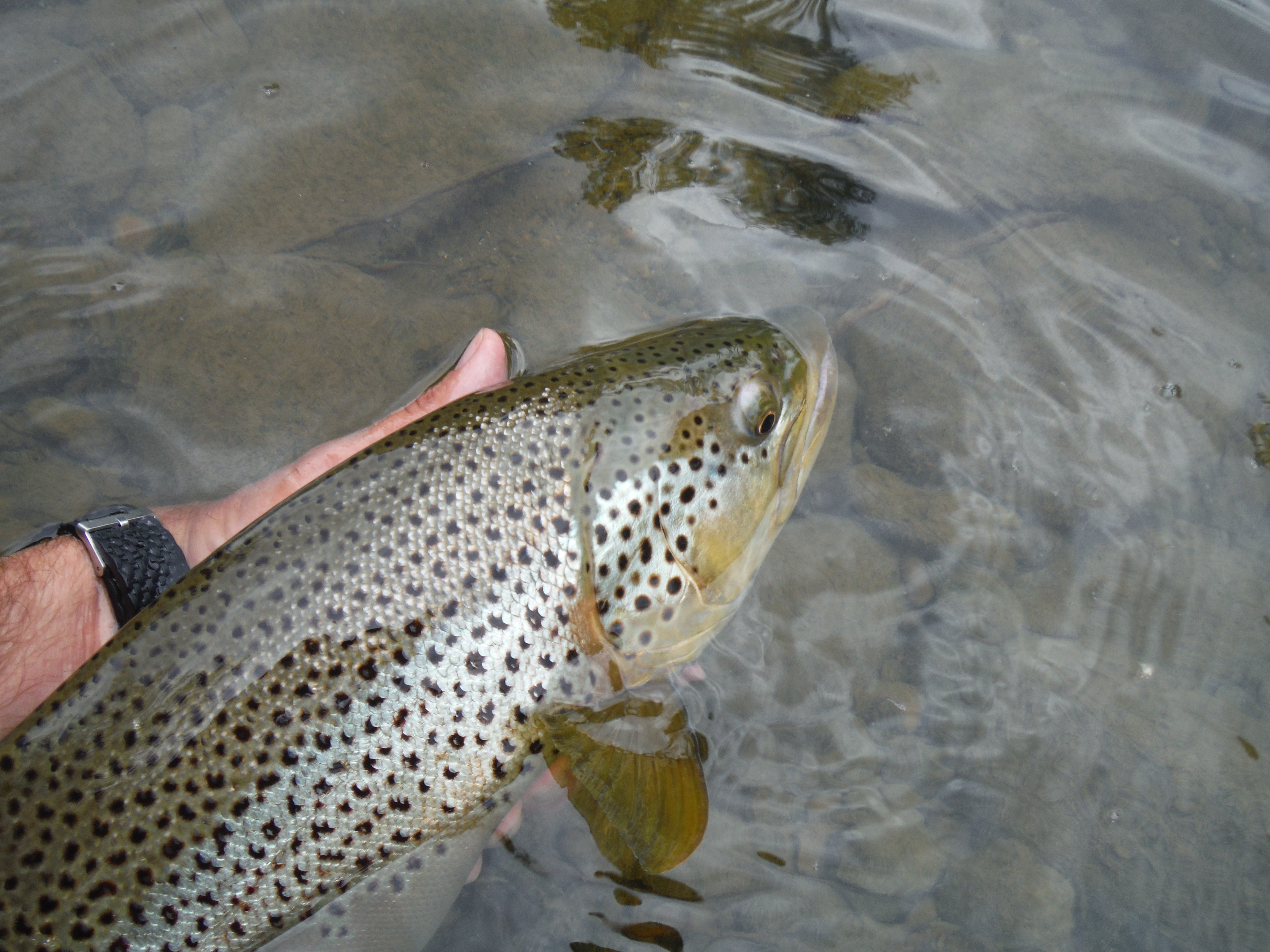 Carles Vivé Fly fishing guide » FLY TIPPETS (final part)