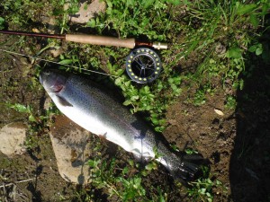 A large rainbow, fished in river Ter