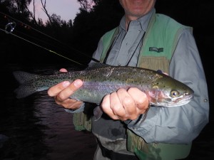 A nice rainbow trout of river Ter