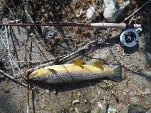 A large brown fished in Ter with a little nymph