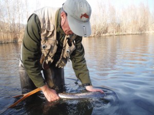 Releasing a big brown