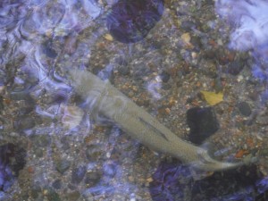 A rainbow searching nymphs