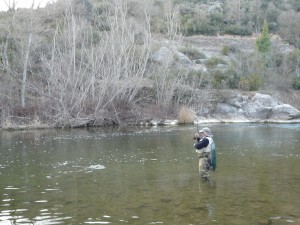 A large brown trout fished with an emerger in river Segre