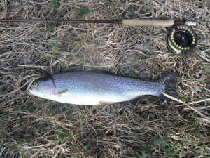 A pretty rainbow and a ten foot rod